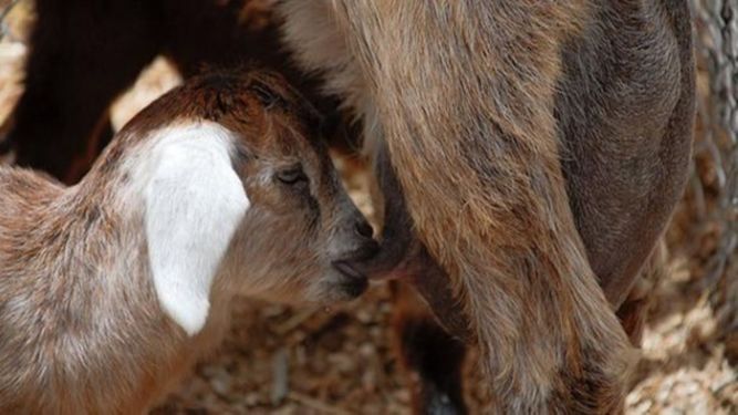 El tipo de crianza condiciona el ecosistema microbiano del aparato digestivo de los rumiantes