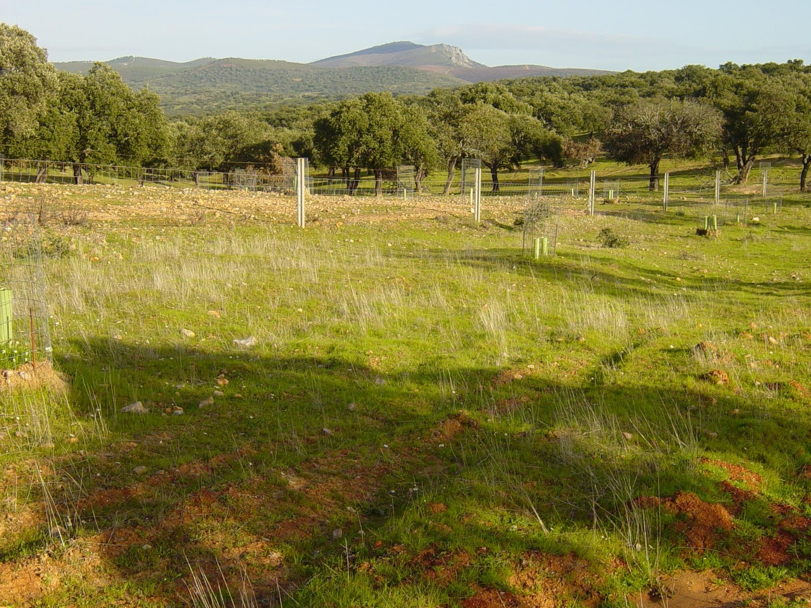 Volkswagen. 300.000 árboles sembrados