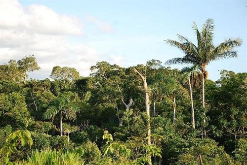 Denuncian la destrucción de bosques del pueblo ayoreo de Paraguay