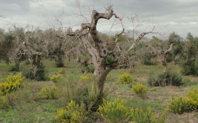 Castellón tiembla con el ébola de los olivos