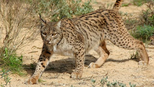 Muere un lince atropellado en la A-483 que une Almonte y El Rocío