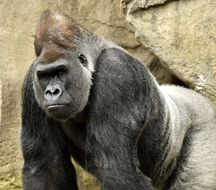 Es importante que los zoológicos vayan reconvirtiéndose y formen parte del pasado