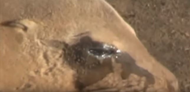 El león marino que ‘llora’ por la muerte de su cría (ver VIDEO)