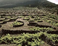 Nueva condena a instancias de WWF por construcción ilegal en el Paisaje Natural Protegido de La Geria