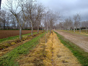Alerta sobre el uso indiscriminado de herbicidas