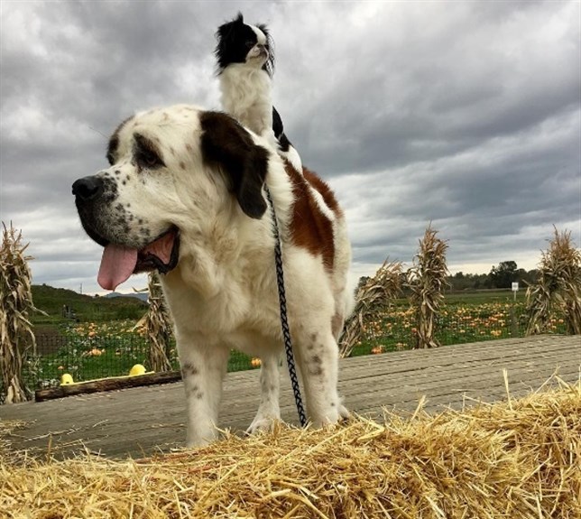 El perro ‘taxista’