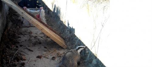 Teruel. Rescatado un tejón caído a un canal de riego en Castejón del Puente