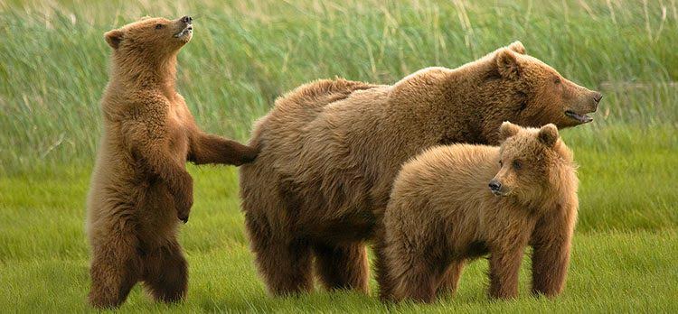 El análisis de unos huellos hallados en una cueva revela que el oso pardo habitó Almería en el Pleistoceno