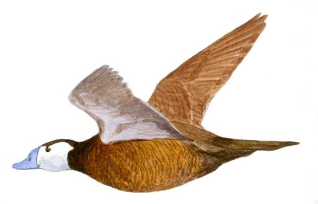 La malvasía cabeciblanca en ‘peligro’