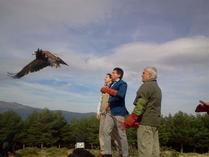 La población de águila imperial se duplica en los últimos ocho años