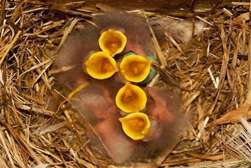 Las hembras de estornino negro reaccionan ante la llamada de sus pollos cuando no están en el nido