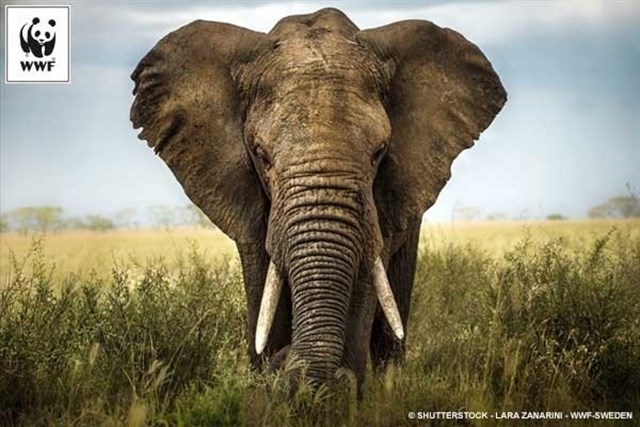 Alrededor de 30.000 elefantes son abatidos al año para traficar con el marfil