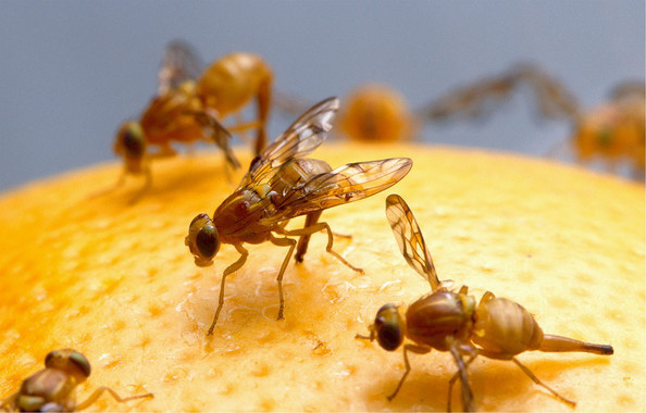 Las señales de la insulina modifican las feromonas de la mosca de la fruta