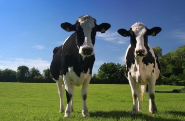 Medio Ambiente afirma que los documentos zootécnicos han mejorado el cálculo de emisiones de los sectores ganaderos