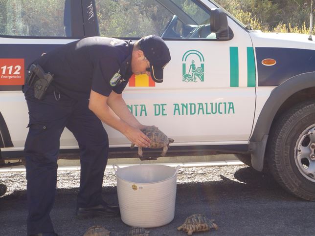 Golpe al tráfico en internet de tortugas moras