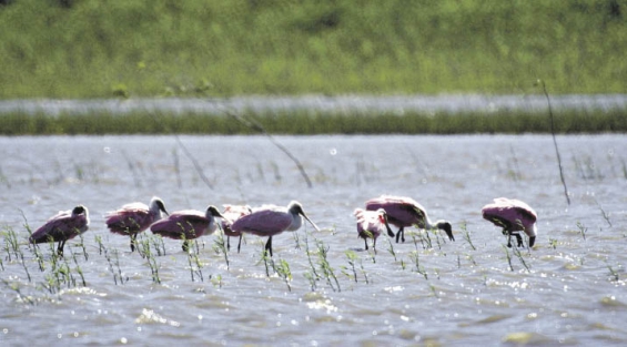 Argentina. Dónde están las aves de Santa Fe