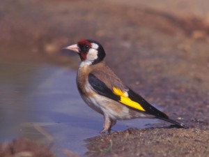En el Día de las Aves