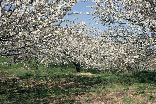 Los cerezos del Valle del Jerte comienzan a florecer
