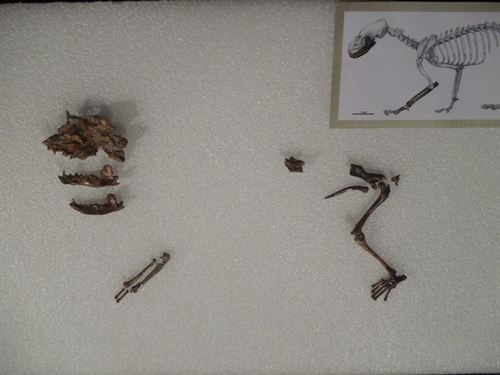 Descubren en Teruel una nutria que no era capaz de nadar de hace 9 millones de años