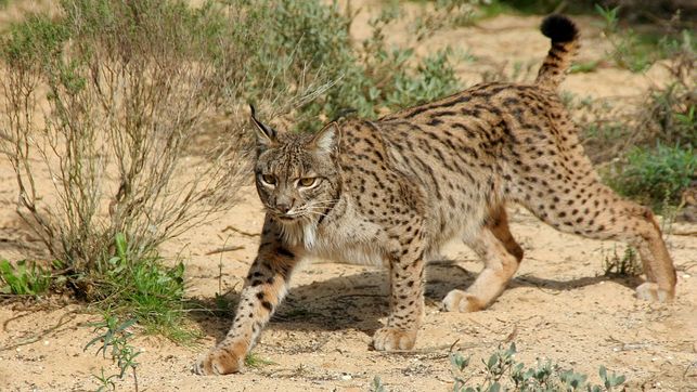 Castilla-La Mancha califica la reintroducción del lince como ‘positiva’