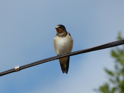 La golondrina común ‘Ave del Año’