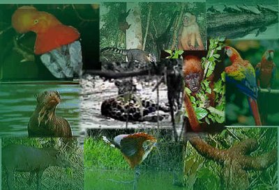 Ministerio del Ambiente reconoce a ecologistas que ayudaron a preservar la flora y fauna en zonas rurales