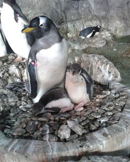 Tres parejas de pingüinos de Faunia dan la bienvenida a sus nueve crías