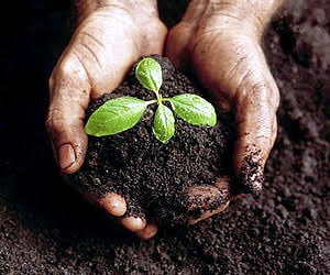 Gran Canaria ratifica los buenos resultados del uso de compost de lodos de las depuradoras para uso agrícola y ganadero