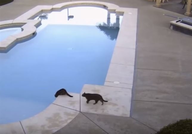 Un gato tira a otro a la piscina  (ver VIDEO)