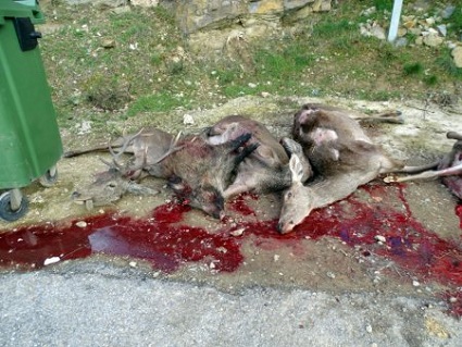 El escaso control y vigilancia de la caza mayor