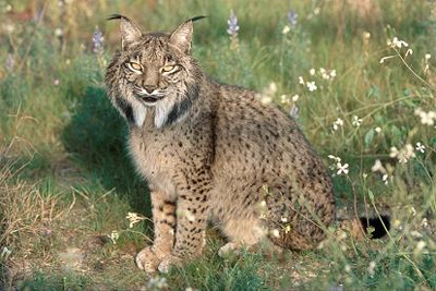 Dos nuevos ecoductos mejoran la expansión del lince ibérico