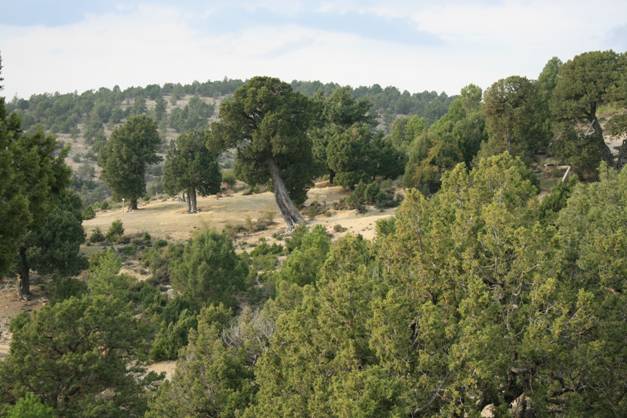 Acusado el ex alcalde de Villanueva de Gómez (Ávila) por arrasar un pinar de alto valor ecológico