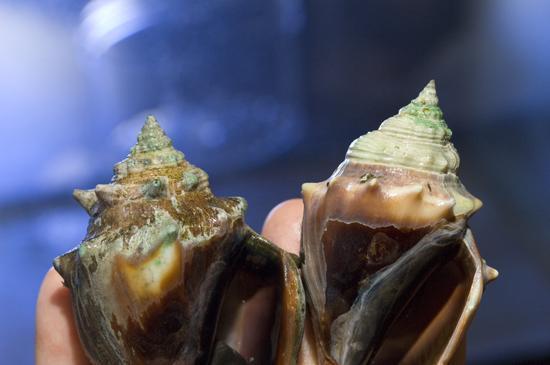 El exceso de CO2 en el mar provoca conchas mayores en los moluscos