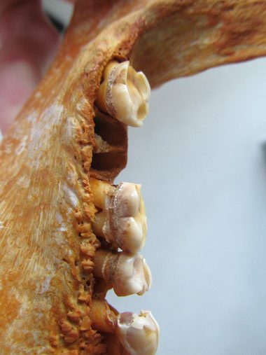 El sarro dentario de los chimpancés nos habla alto y claro sobre su comportamiento