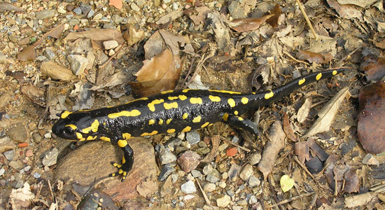 Plan de conservación de la fauna vertebrada acuática amenazada y de sus hábitats en la Sierra de Llabería