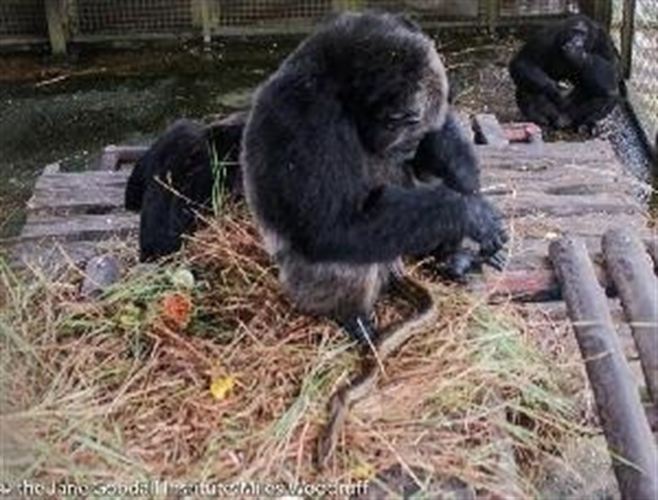 Una chimpancé adopta a una serpiente pitón en el Congo