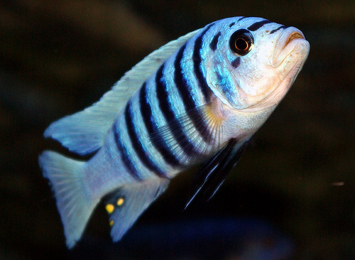 Los peces sienten algo