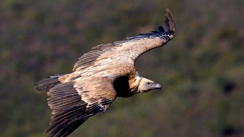 Murcia libera 2 ejemplares jóvenes de buitre leonado