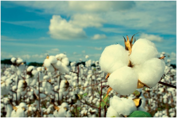 Vas a la moda orgánica