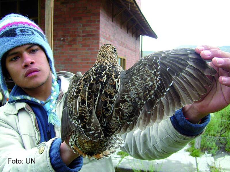 Descubren un insecto desconocido para la ciencia y transmisor de malaria en aves