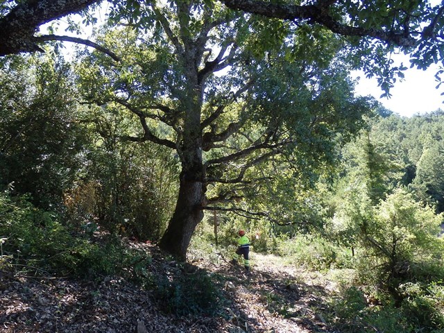 Navarra. Éxito en la recuperación de pastizales en el espacio protegido Sierra de San Miguel (Garde y Burgui)