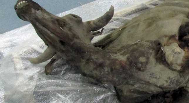 Encuentran una momia de bisonte de hace 9.000 años en Siberia