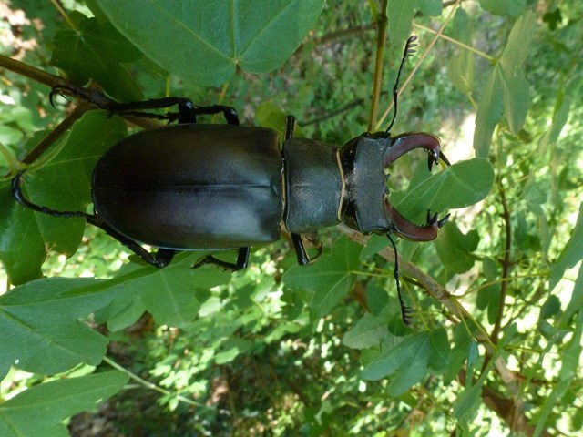 El paraje natural de Poblet identifica 475 especies de escarabajos
