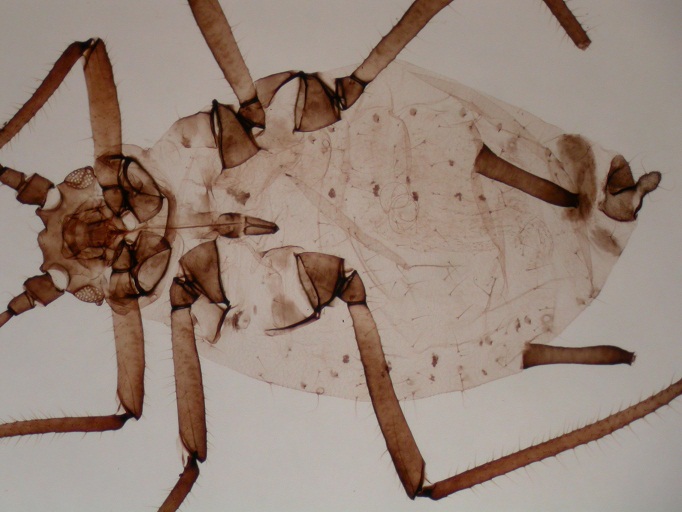 La Universidad de León describe una nueva especie de pulgón en Costa Rica