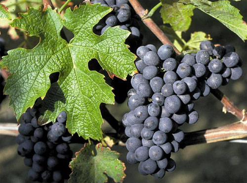 Los residuos de la industria vitivinícola resultan muy contaminantes