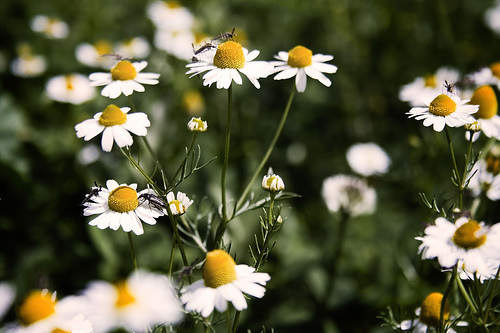 Sería interesante contrastar más las plantas medicinales