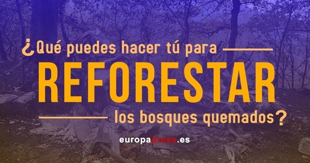 Qué puedes hacer tú para reforestar los bosques quemados