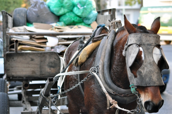 Argentina: Concordia avanza contra la tracción animal