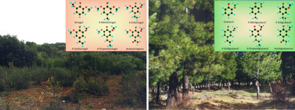 Cómo identificar los suelos que pueden almacenar más carbono