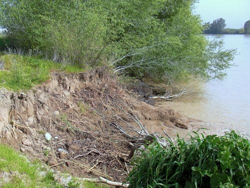 La erosión de márgenes del Guadalquivir